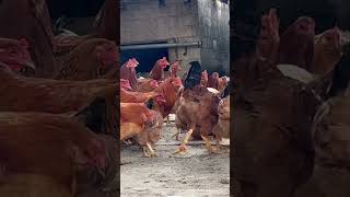 Free range chicken farming process for meat and eggs Farm Family channel [upl. by Chaiken]