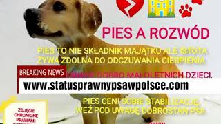 Rozwód a opieka nad wspólnym psem  Status prawny psa w Polsce [upl. by Namsu318]