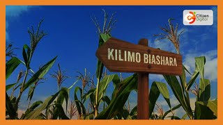 Kilimo Biashara  Serikali kuzindua mbegu za mahindi zilizoboreshwa [upl. by Harutek104]