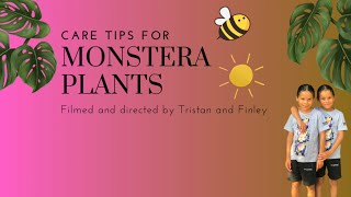 Monstera Plant Care Tips [upl. by Reld]