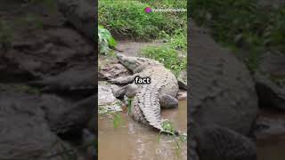 Meet the Mugger Crocodile 5 unknown facts shorts facts wildlife shortvideo crocodile funfact [upl. by Erund]