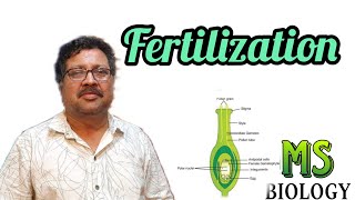 Fertilization in angiosperms [upl. by Kloster]