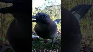 EichelhäherGarrulus glandarius Jay Garrulus glandarius [upl. by Lunseth]