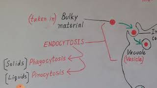 Endocytosis and Exocytosis Explained in Englush amp Urdu [upl. by Drol415]