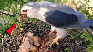 Black Winged bird CHOPS rat head and feeding her YOUNGS BirdPlusAnimals [upl. by Aehtorod669]