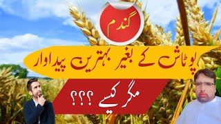 Wheat High Yeild Without Potash Fertilizer Potash k bagair Gandum ki Pedawar [upl. by Birdt]