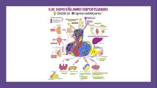 8 RESPUESTAS Y ADAPTACIONES NEUROENDÓCRINAS AL EJERCICIO [upl. by Nylsor]