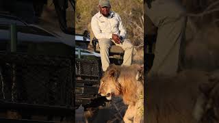 Lions walking right in front of us on Safari  Monwana Game Lodge  wildlife [upl. by Accebor221]