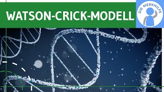 WatsonCrickModell  Entdeckung der DNADoppelhelixStruktur Forschung amp Modell einfach erklärt [upl. by Eulalee]