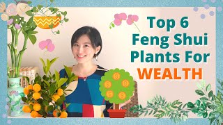 💰TOP 6 Feng Shui Plants for Wealth  Lucky Feng Shui Plants [upl. by Pauline]