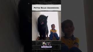 PASTOR BELGA GROENENDAEL OU LOBISOMEMADEDOGCAT [upl. by Allerbag]