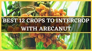 ARECANUT INTERCROPPING BEST 12 CROPS TO INTERCROP WITH AREACANUT  MIXED CROPPING IN ARECANUT [upl. by Irrol274]