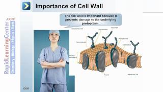 Rapid Learning Bacteria Prokaryotes Fungi  What are Prokaryotes [upl. by Ennairda]