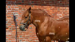 Horse Whinny Sound SFX Version [upl. by Eecyak]