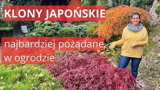 Klony palmowe  jak uprawiać dbać i ciąć [upl. by Ahseele]