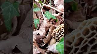 morilles du 29 mars [upl. by Llerrem]