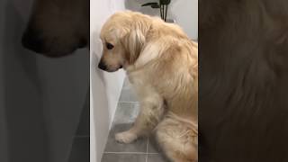 Funny Guilty Dog Puts Himself In The Corner [upl. by Aimik]