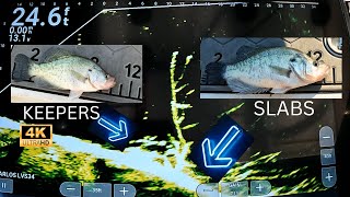 CRAPPIE FISHING IS ON FIRE Livescope Slabs [upl. by Hamil]