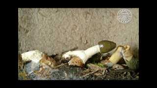 Dictyophora duplicata and Phallus ravenelii stinkhorn mushrooms [upl. by Ardekahs]