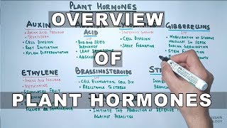 Plant Hormones  Types and Functions [upl. by Niattirb417]