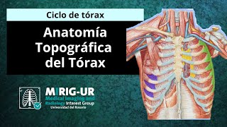 Anatomía topográfica del tórax  MIRIG UR [upl. by Anahir]