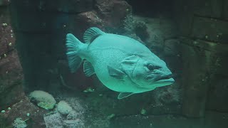 Oceanário de Lisboa [upl. by Stoddard]