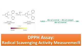 DPPH Assay Radical Scavenging Activity Assay  Principle Procedure Advantages and Limitations [upl. by Curr]