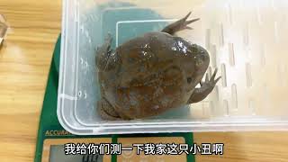 有便秘的朋友一定要看到结尾养殖 海洋生物 鱼缸 [upl. by Mckenzie]