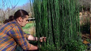 Poda de la cola de caballo o Equisetum hyemale  Decogarden  Jardinatis [upl. by Hayden]