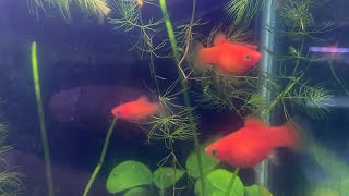 Dwarf Coral Red Platy Xiphophorus Maculatus Colony update [upl. by Ramses879]