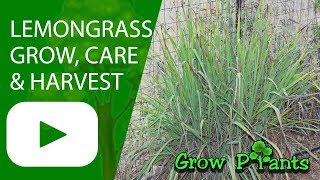 Lemongrass  growing care and harvest [upl. by Lenka]