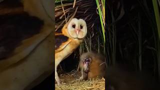 Owl family 🦉birds seabird birdslover facts owl eagle shortvideo shorts chidiya [upl. by Arikat]