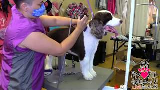 Springer Spaniel Grooming Live Day [upl. by Htebazile]