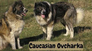 The Caucasian Shepherd  Caucasian Ovcharka [upl. by Tepper490]