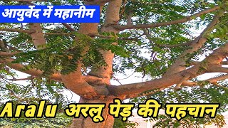 AraluAilanthus excelsaअरलू पेड़ की पहचानayurvedic fayde [upl. by Ellmyer303]