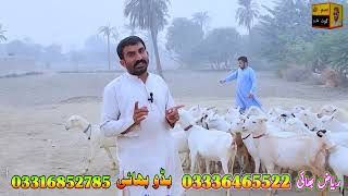 badoo bhai ki top class teddi bakriyan at bismillah goat farm dera ghazi khan [upl. by Nnewg]