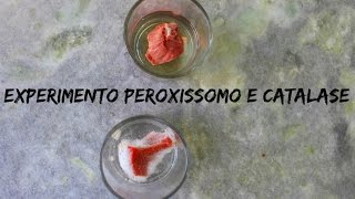 EXPERIMENTO PEROXISSOMO E CATALASE [upl. by Ayekram]