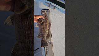 FALL Blackfishing is 🔥 youtube tautog fishing Northshore seafood viralvideo shortsvideo nyc [upl. by Donica]