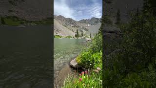 Colorado Alpine Lake Wildflowers [upl. by Okim830]