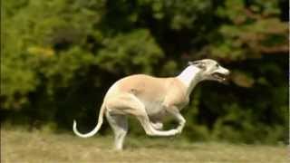 Dogs 101 Whippetmp4 [upl. by Johns]