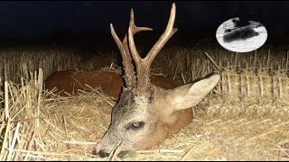 Hunting roebuck in August 4 Bronze medal roebuck down [upl. by Pilif377]