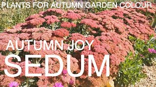 Sedum Autumn Joy [upl. by Philippine]