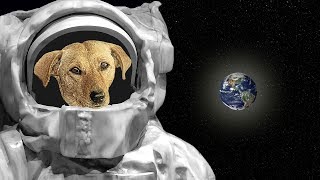 आखिर Laika के साथ क्या हुआ था  The Sad Story of Laika First Dog in Space [upl. by Benito63]