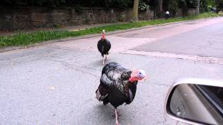 Assertive Wild Turkeys in Brookline I The Intimidation Begins [upl. by Gerstein]