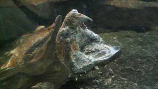 Alligator Snapping Turtle Macrochelys temminckii Fishing [upl. by Attenor]