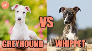 Greyhound Vs Whippet What’s The Difference [upl. by Aticilef]