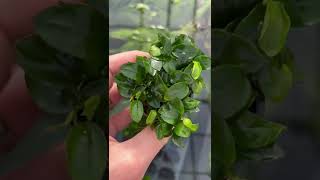 Anubias Nana Petite Amazing Aquascaping Plant [upl. by Assyral]