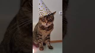 🎉🎈CUMPLEAÑOS FELIZ JAJA QUE ALEGRÍAAutor kinga07 gatos gato [upl. by Lekim]