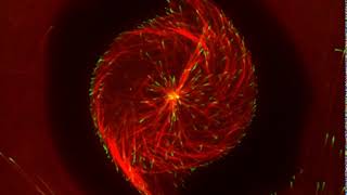 Video of the Day Microtubule Array [upl. by Kalk]