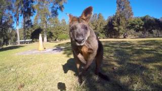 wallabies basin [upl. by Alberik690]